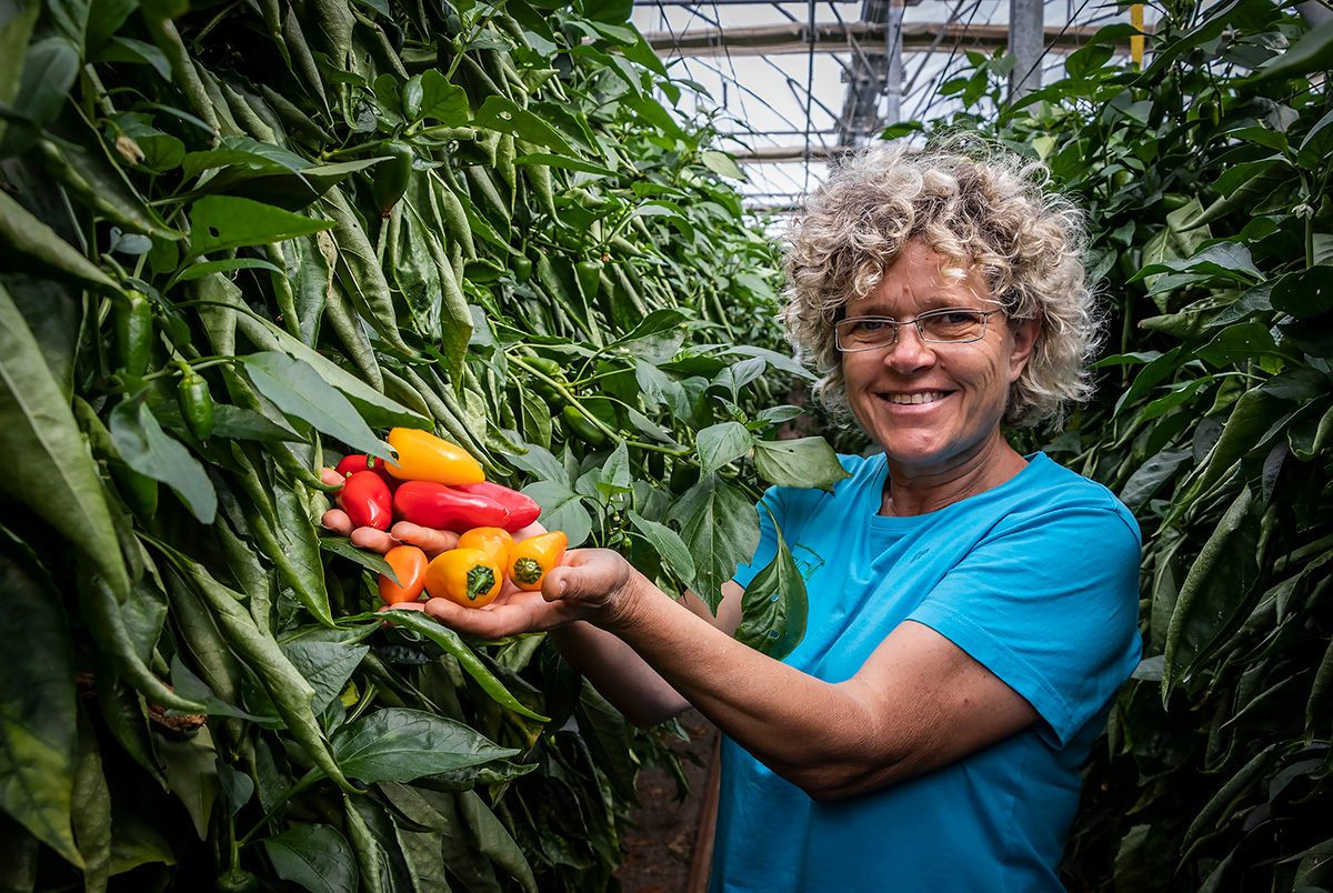 The sustainable tomatoes and peppers from Almeria are also available in Denmark.