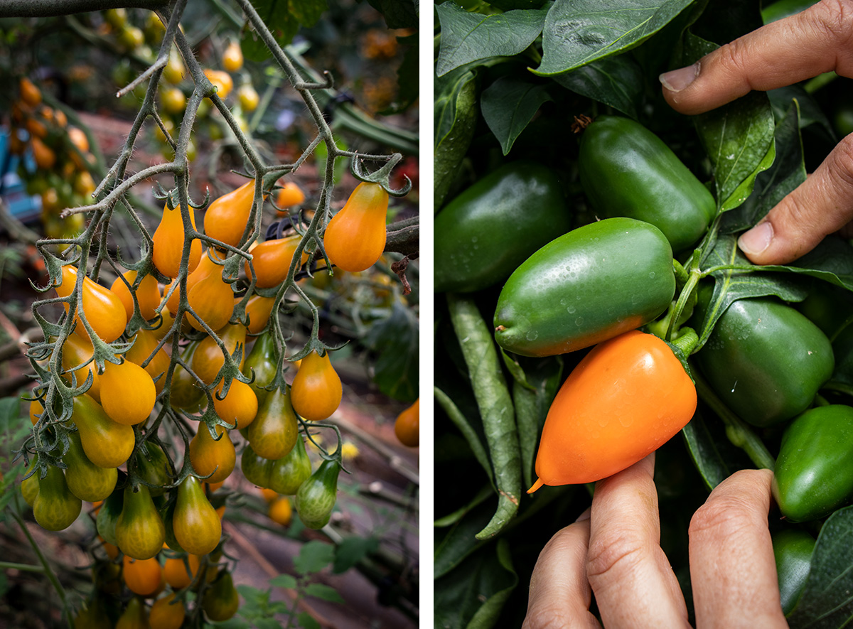 Besøg Clisol i Almerias plastikhav, og se hvordan man dyrker bæredygtige grøntsager.