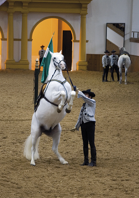 Dancing with the Andalusian horses. Photo: Hanne Olsen