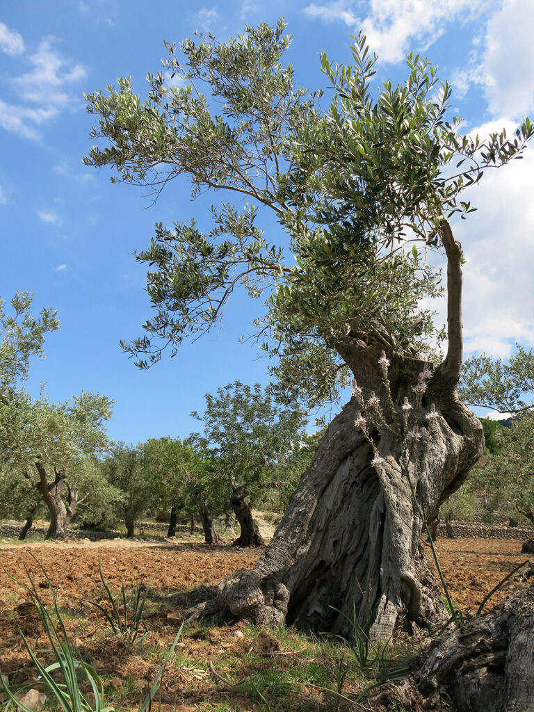 Senderismo en la Serra de Tramuntana de Mallorca