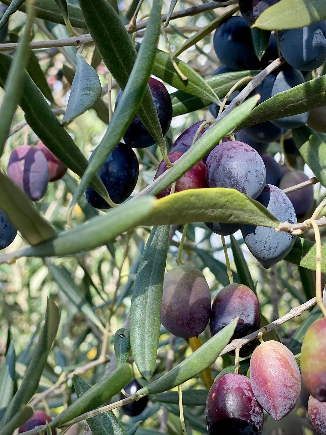 Oliven fra Garden of lemons i Andalusien