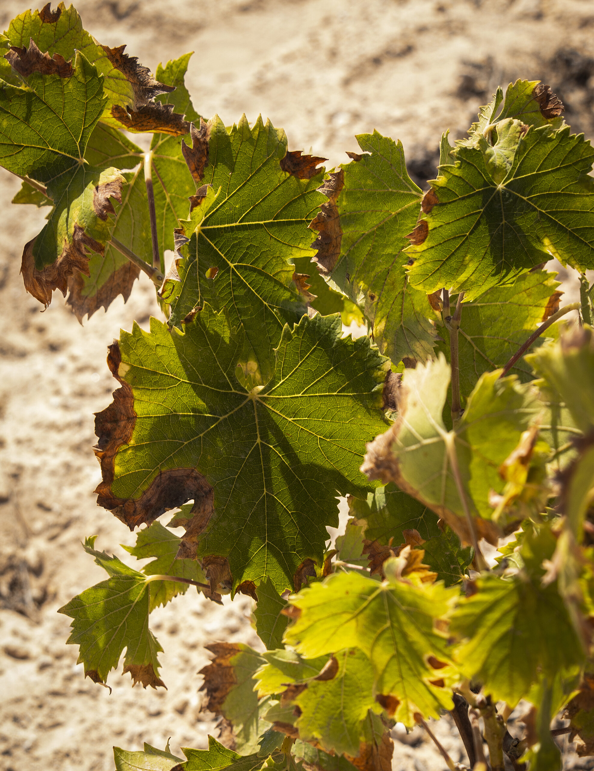 Vine leaves turn brown from salt in Torrevieja
