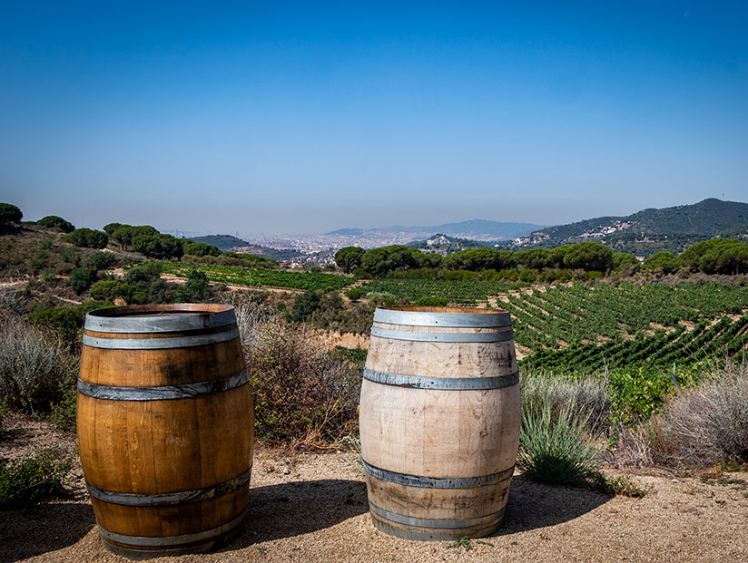 The Allea wine region is close to Barcelona. Visit the Alta Allea winery on a day trip.