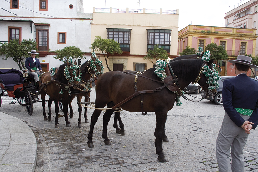 De andalusiske heste er en naturlig del af bybilledet i Jerez de la Frontera i Andalusien.